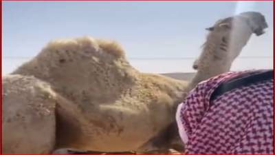 Video | जगातील सर्वाधिक महागडा उंट पाहिलात का?, उंट खरेदीसाठी चक्क साडेचौदा कोटींची बोली