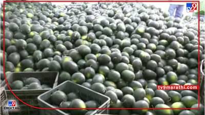Watermelon : मुख्य पिकांपेक्षा हंगामी कलिंगडातून उत्पन्न, विक्रमी दराने सुरुवात, मिटला शेतकऱ्यांचा वनवास