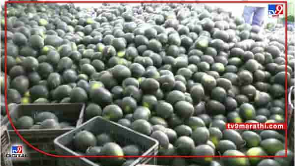 Watermelon : मुख्य पिकांपेक्षा हंगामी कलिंगडातून उत्पन्न, विक्रमी दराने सुरुवात, मिटला शेतकऱ्यांचा वनवास