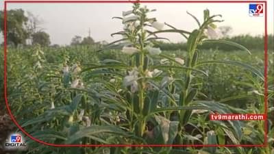 Nanded : उन्हाळी हंगामात नवनवीन प्रयोग, उत्पन्न वाढीसाठी प्रथमच तिळाच्या क्षेत्रात वाढ