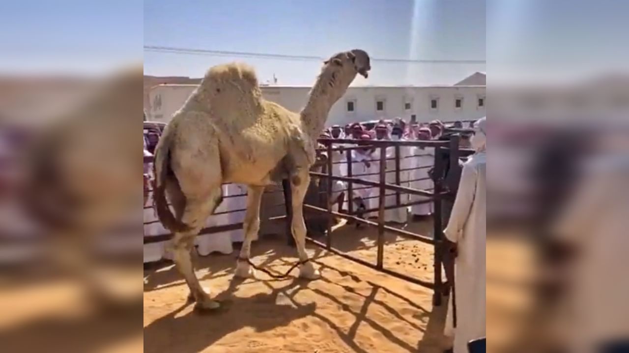 Video : जगातला सर्वात महागडा उंट, किंमत माहीत आहे का? सौदी अरेबियात नुकताच झालाय लिलाव; वाचा सविस्तर