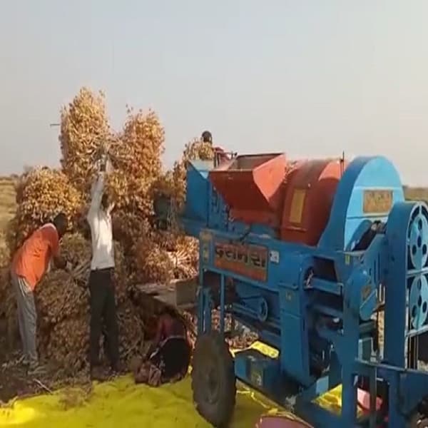 यंत्राच्या सहाय्याने शेती कामे : मजुरांची टंचाई आणि वेळेची बचत व्हावी म्हणून शेतीकामात यंत्राचा वापर वाढला आहे. सध्या रब्बी हंगामातील पिकांच्या मळणीची कामे ही यंत्राच्या सहाय्याने केली जात आहेत. यामुळे धान्याची नासाडीही होत नाही. शिवाय अधिकचा खर्च टळला जात आहे.