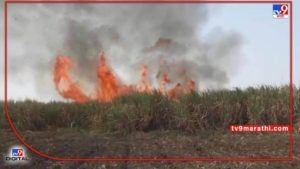 Sugarcane Fire : गाळपापेक्षा फडातच होतेय ऊसाची होळी, महावितरणने हिसकावला शेतकऱ्यांच्या तोंडचा घास