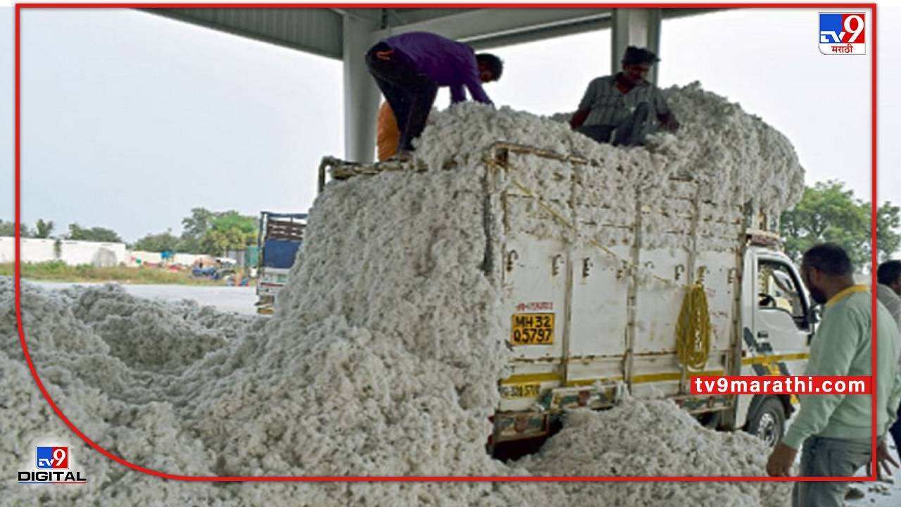 Cotton : कापसाचे उत्पादन 'रामभरोसे'च, अंदाज वर्तवणाऱ्या यंत्रणेचा नेमका फायदा काय?