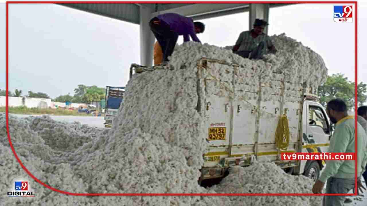 Cotton : कापसाचे उत्पादन रामभरोसेच, अंदाज वर्तवणाऱ्या यंत्रणेचा नेमका फायदा काय?