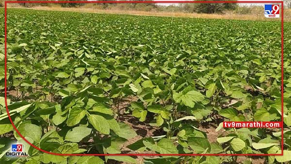 Soybean : पावसाळी पिकाला उन्हाच्या झळा, फुलअवस्थेत असलेल्या सोयाबीनवर परिणाम काय?