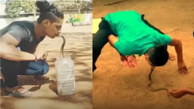 Sangli snake kiss contro : नागाचं चुंबन सर्पमित्राला महागात, वाळवा तालुक्यातल्या तरुणावर गुन्हा दाखल; पाहा Video