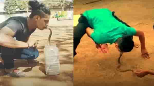 Sangli snake kiss contro : नागाचं चुंबन सर्पमित्राला महागात, वाळवा तालुक्यातल्या तरुणावर गुन्हा दाखल; पाहा Video