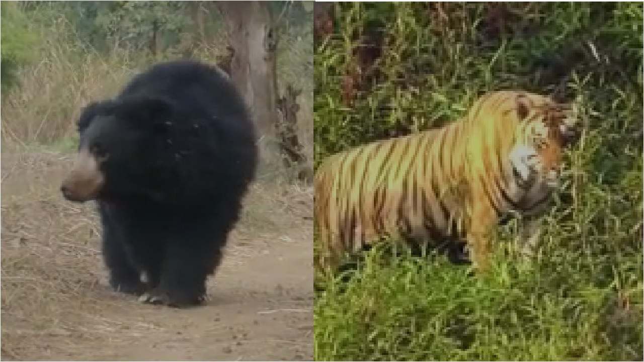 Video Akola Tiger | अस्वल-वाघाचा मुक्तसंचार, वन्यप्राण्यांची पाण्यासाठी भटकंती