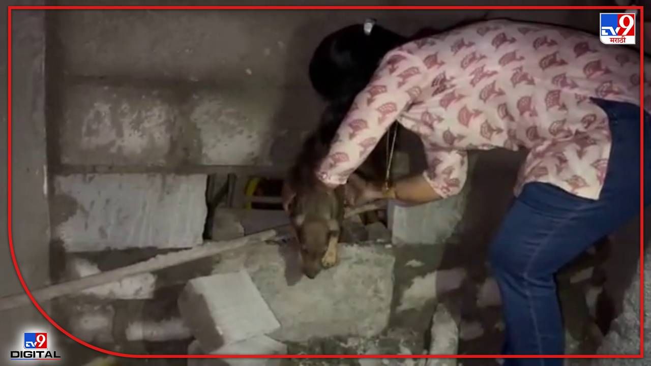 Video:Boriwali मध्ये कुत्र्यांसोबत हैवानी कृत्य! जिवंत कुत्र्यांना भिंतीत गाडलं, भिंत फोडल्यावर धक्कादायक दृश्यं समोर