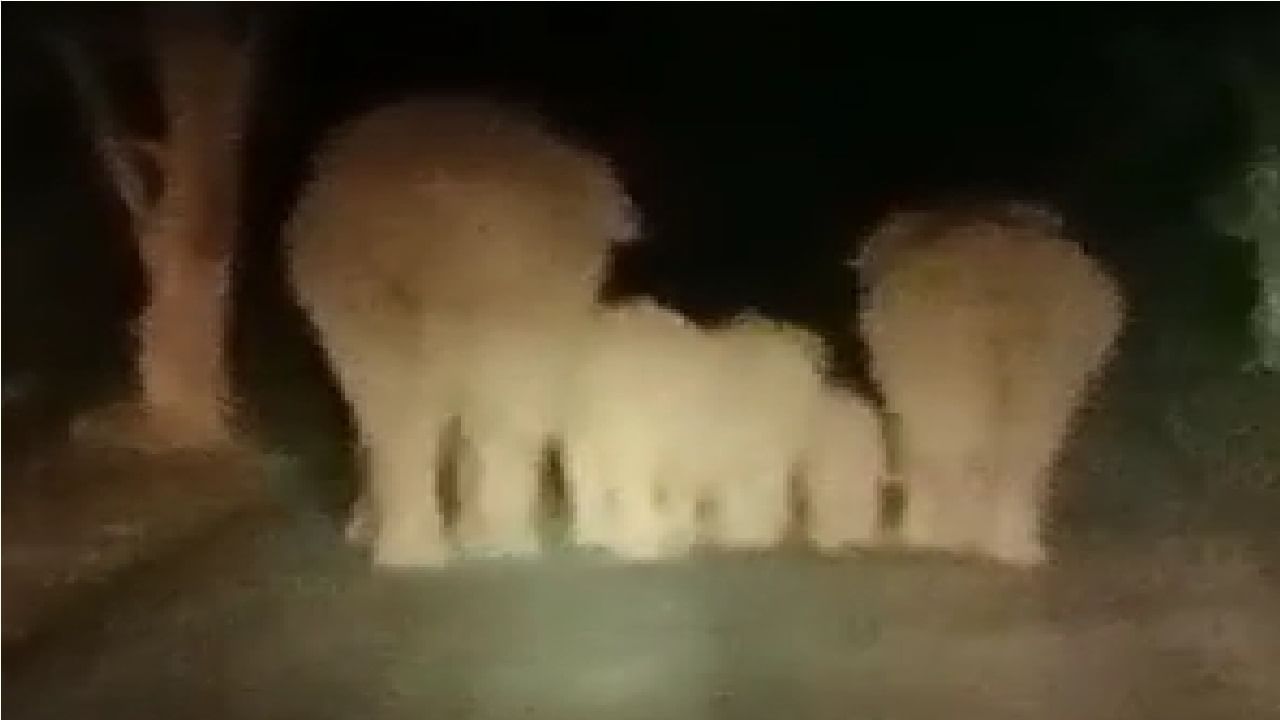 पाच हत्तींचा कळप मुख्य रस्त्यावर; दोन हत्तींबरोबर तीन पिल्लांचा समावेश, सिंधुदुर्गातील घटना