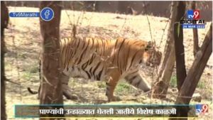 Pune | उन्हाचा कडाका वाढल्यानं प्राणिसंग्रहालयातील विविध प्राण्यांच्या विभागात फॉगर