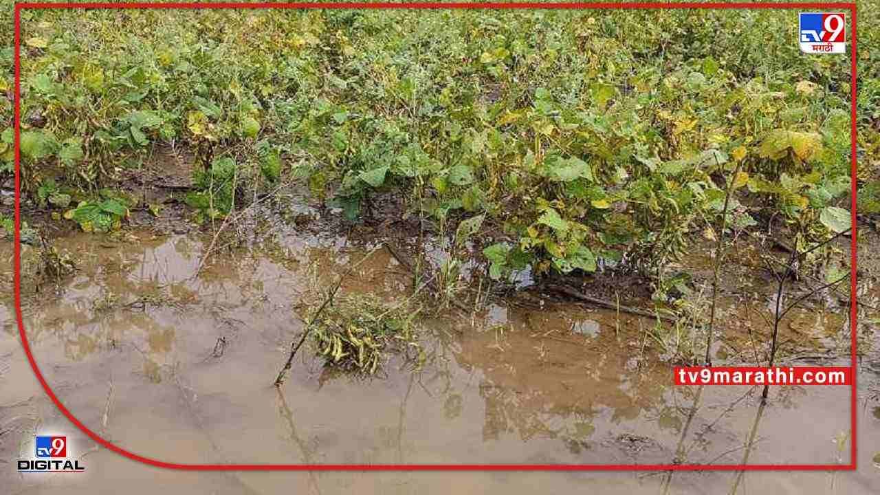 Nanded: नुकसान खरिपाचे भरपाई रब्बीत, पाडव्याच्या मुहूर्तावर शेतकऱ्यांसाठी गोड बातमी..!