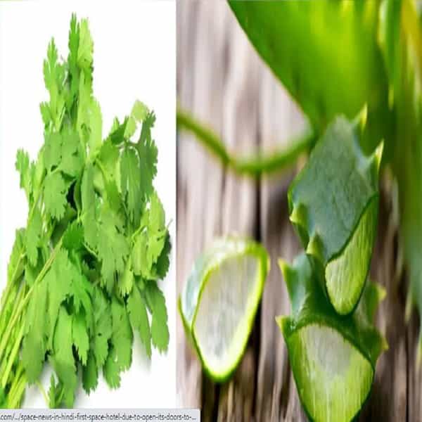 कोरफड त्वचेसाठी अत्यंत फायेदशीर आहे. कोरफड आणि कोथिंबीरचा फेसपॅक आपल्या त्वचेसाठी फायदेशीर आहे, या फेसपॅकमुळे त्वचेच्या अनेक समस्या दूर होण्यास मदत होते. यासाठी एका भांड्यात हिरव्या कोथिंबीरीची पेस्ट घ्या आणि त्यात दोन चमचे कोरफडीचे जेल मिसळा आणि चेहऱ्याला लावा. याच्या मदतीने चेहऱ्यावरील सुरकुत्या दूर केल्या जाऊ शकतात.