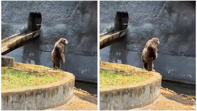 Chimpanzee dance video : आता चिंपांझीलाही आवरला नाही मोह; श्रीवल्लीवर असा काही डान्स केली, की यूझर्स खूश!