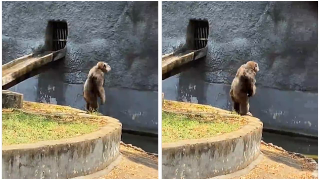 Chimpanzee dance video : आता चिंपांझीलाही आवरला नाही मोह; 'श्रीवल्ली'वर असा काही डान्स केली, की यूझर्स खूश!