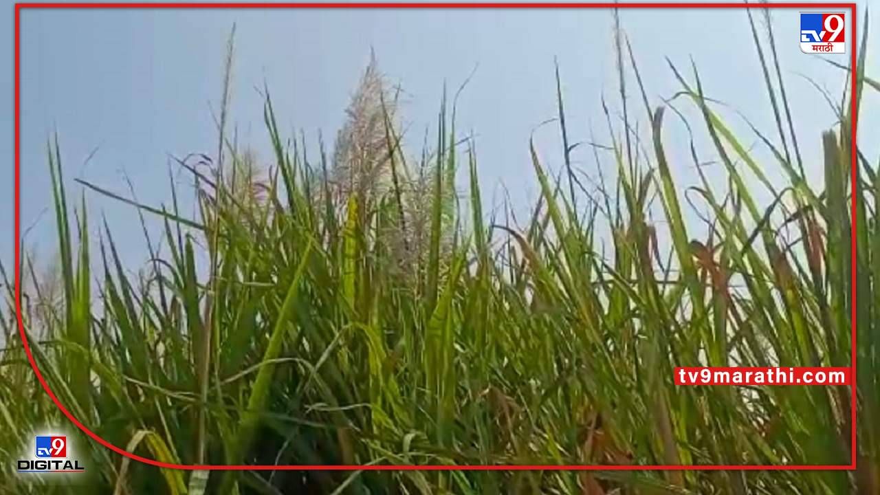Sugarcane Sludge: हंगामाच्या अंतिम टप्प्यात पेटणार अतिरिक्त ऊसाचा प्रश्न, ऊस फडात अन् कारखान्यांची आवराआवर