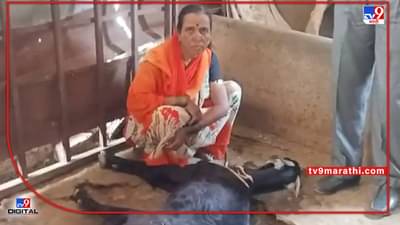 Heat Wave: वाढत्या उन्हाच्या झळा बेतल्या मुक्या प्राण्यांचा जीवावर, उष्मघाताने Baramati मध्ये शेळ्या दगावल्या