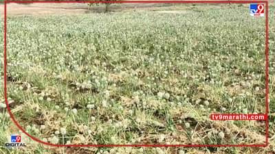 Onion Crop : भीम शक्तीने पाच एकरात चौपट उत्पन्न मिळणार, कांदा बियाणे ठरले टर्निंग पॉईंट..!