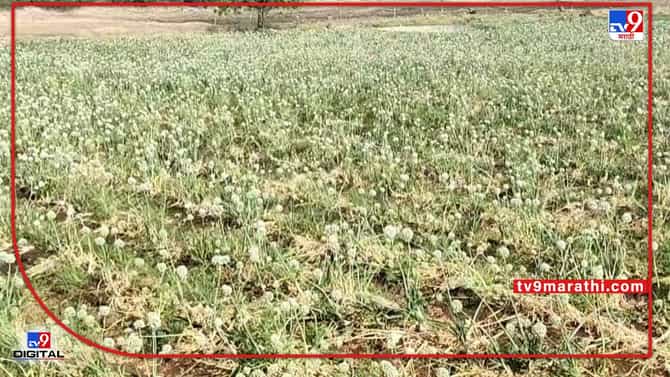 Onion Crop : भीम शक्तीने पाच एकरात चौपट उत्पन्न मिळणार, कांदा बियाणे ठरले टर्निंग पॉईंट..!