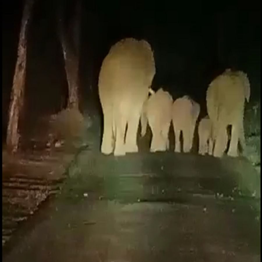 हत्तींचा कळप बहुतेक वेळा रात्रीच्या वेळी रस्ता क्रॉस करतो. वाहनांची वर्दळ, माणसांचा गलका कमी झाला की शांत वातावरणात ते आपले मुक्कामाचे ठिकाण बदलतात. काही वर्षांपुर्वी पाळ्ये तिठ्यावर रात्रीच्या वेळी आठ दहा हत्तींचा कळपही लोकांना पाहिला आहे. दीड दोन वर्षांपुर्वी लॉकडाऊन काळात सगळी माणसे घरात असायची तेव्हा हत्तींचा प्रवास बांबर्डे भागातील रस्त्यावरुन दिवसा सुध्दा पाहायला मिळाला आहे. रस्त्यावर वर्दळ नसताना, सगळी सामसूम असताना  हत्तींची ये जा नित्याचीच झाली आहे.