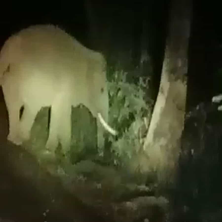 दोडामार्ग वीजघर मार्गावर बांबर्डे येथे मध्यरात्री एका वाहनचालकाला पाच हत्तींचा कळप दिसला. त्यात तीन पिल्ले आहेत. एक पिल्लू तर वयाने अगदीच लहान आहे. तिलारी खोऱ्यात वावरणाऱ्या हत्तींची संख्या वाढत असल्याने शेतकरी चिंताग्रस्त असले तरी पर्यावरणवादी मात्र समाधान व्यक्त करत आहेत.