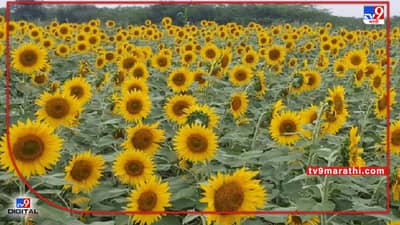 Rabi Season : उत्पादनवाढीसाठी तेलवर्गीय पिकांकडेही शेतकऱ्यांचे दुर्लक्ष, पीक पध्दतीमध्ये असा हा बदल