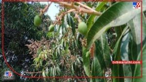 Mango Damage अवकाळीचं संकट वर्षभर राहिलं, यंदा आंबा फळपिकाचेही गणित बिघडलं