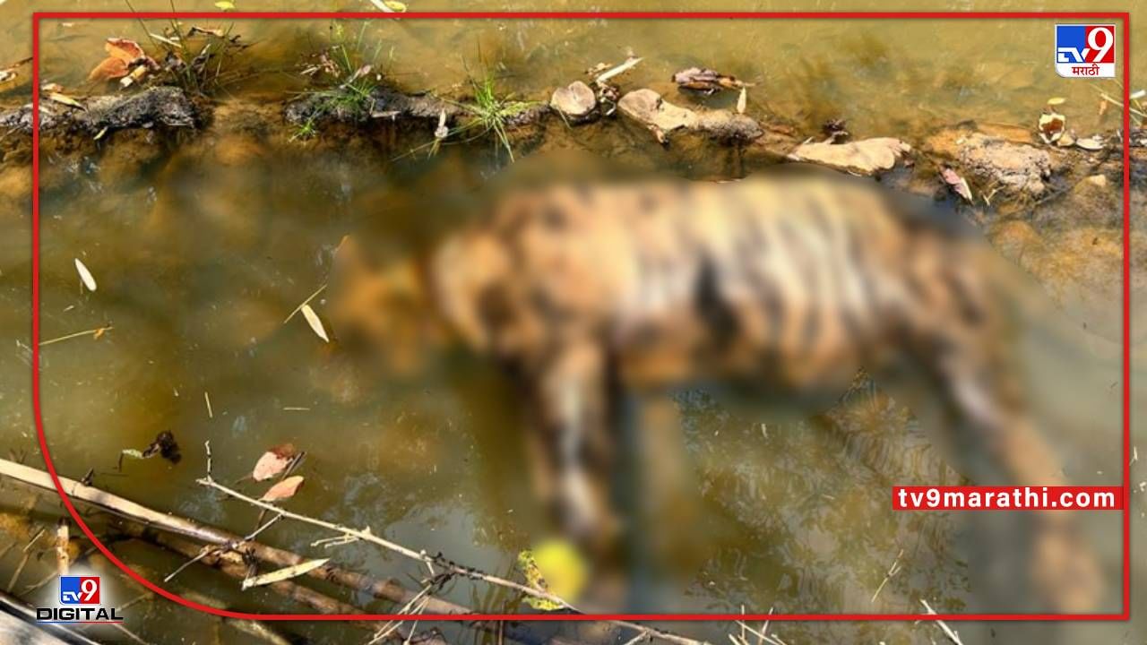 ताडोबा व्याघ्र प्रकल्पात जखमी वाघाचा मृत्यू; महिनाभरापासून मानेवर होत्या जखमा; रानतळोधीत आढळला मृतदेह