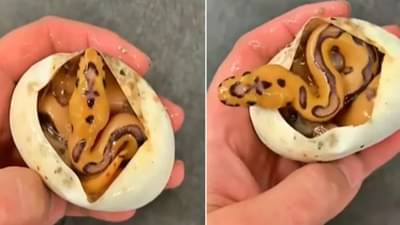 सापाचा जन्म कसा होतो? सोशल मीडियावर Viral होतोय हा Video