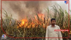 Sugarcane : वर्षभर जोपासलेला ऊस शेतकऱ्यानेच पेटवला..! काडी लावताच फडात कारखान्याची गाडी