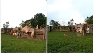 अशी काही लाथ मारली, की पुन्हा बैलाच्या नादी लागायचा नाही हा बैल! Video viral