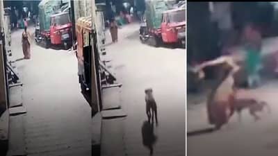 Kolhapur CCTV | रस्त्याने शांतपणे चाललेली महिला, कुत्रा मागून धावत आला आणि लचके तोडले