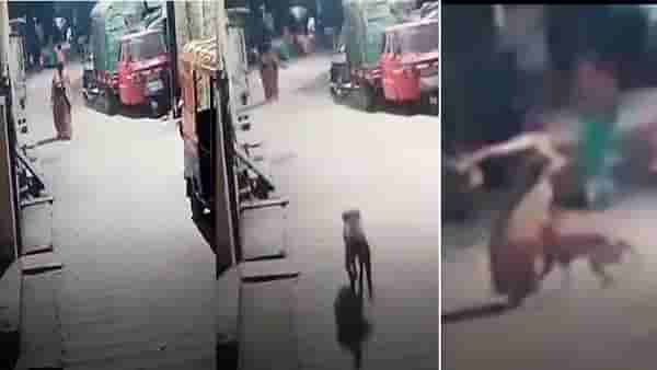 Kolhapur CCTV | रस्त्याने शांतपणे चाललेली महिला, कुत्रा मागून धावत आला आणि लचके तोडले