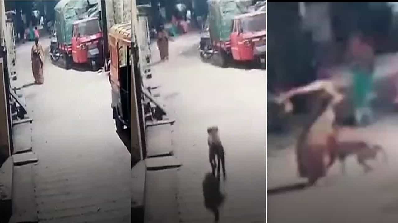 Kolhapur CCTV | रस्त्याने शांतपणे चाललेली महिला, कुत्रा मागून धावत आला आणि लचके तोडले