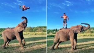Viral : 'हे' अप्रतिमच आहे! बॅकफ्लिप्स मारून हत्तीच्या अंगावर जाणं सोपं नाही, पाहा Stunt video