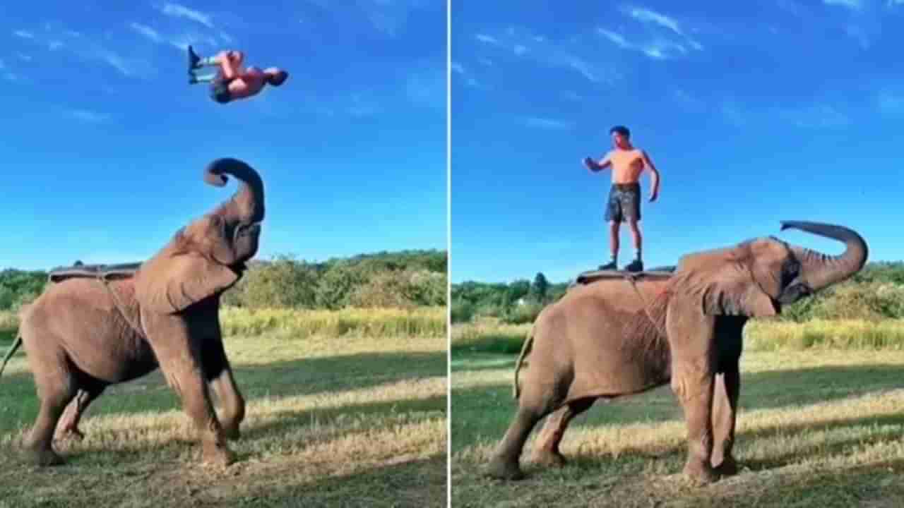 Viral : हे अप्रतिमच आहे! बॅकफ्लिप्स मारून हत्तीच्या अंगावर जाणं सोपं नाही, पाहा Stunt video