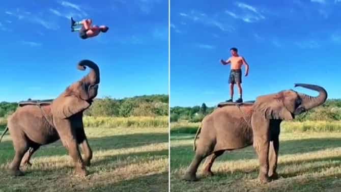 Viral : हे अप्रतिमच आहे! बॅकफ्लिप्स मारून हत्तीच्या अंगावर जाणं सोपं नाही, पाहा Stunt video