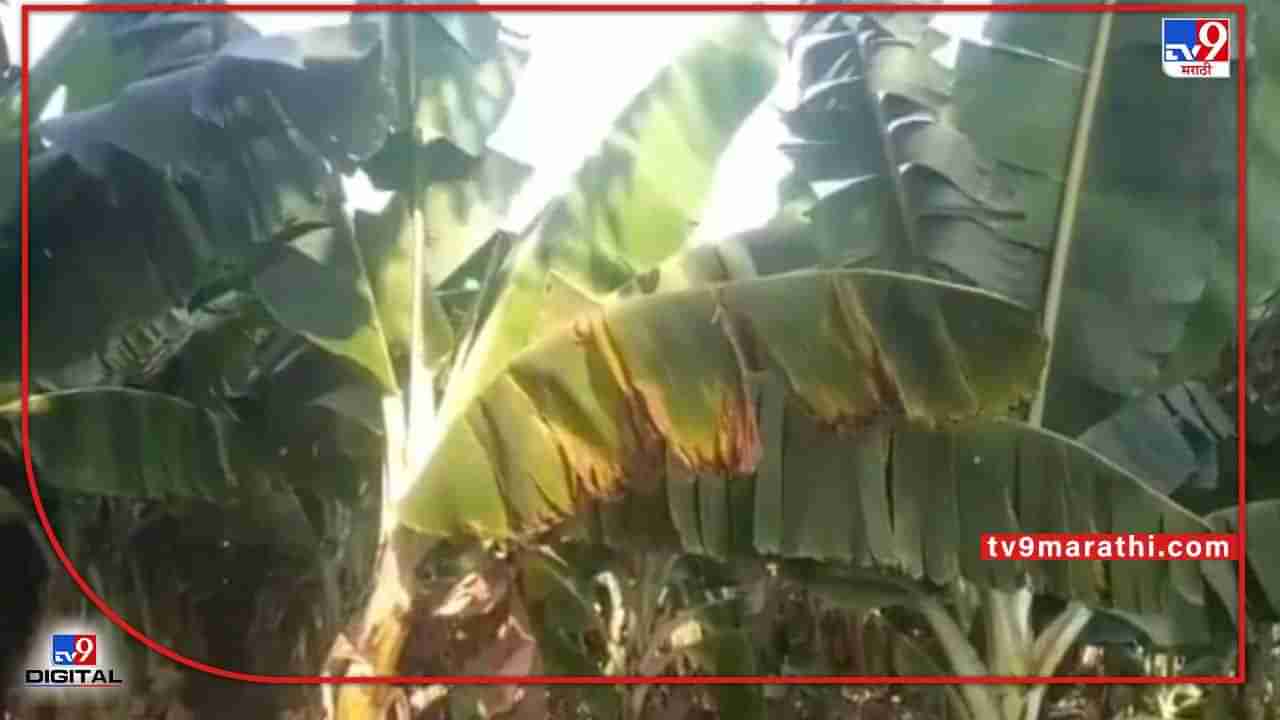 Banana : अवकाळीतून सुटका आता वाढत्या ऊन्हाच्या झळा, केळी उत्पादकांसाठी बुरे दिन