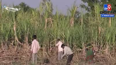 लातूरमध्ये अमित देशमुख यांनी उस शेतीची केली पाहणी