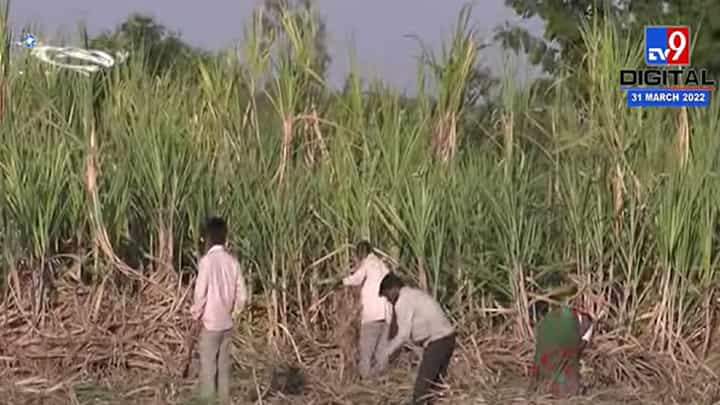 लातूरमध्ये अमित देशमुख यांनी उस शेतीची केली पाहणी लातूरमध्ये अमित देशमुख यांनी उस शेतीची केली पाहणी