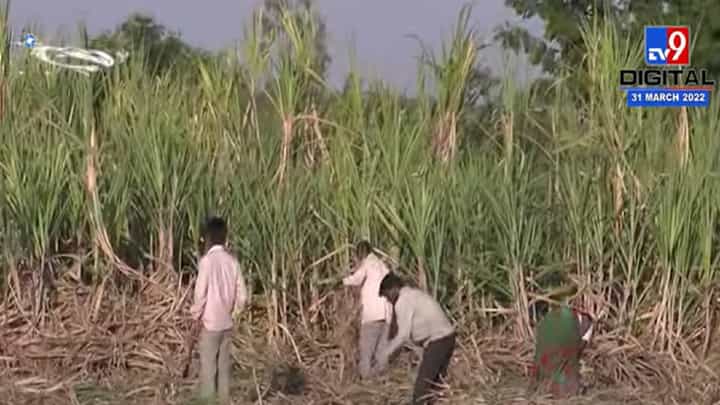 लातूरमध्ये अमित देशमुख यांनी उस शेतीची केली पाहणी लातूरमध्ये अमित देशमुख यांनी उस शेतीची केली पाहणी