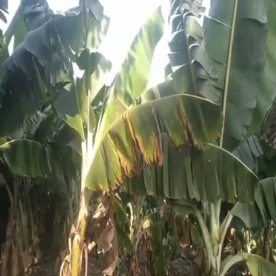 संपुर्ण महाराष्ट्रात उष्णतेची लाट असल्याने दुपारी आरोग्याची काळजी घेत बाहेर पडा असं आवाहन केलं जात आहे. महाराष्ट्रातल्या अनेक जिल्ह्यांमध्ये तापमान 40 अंशाच्यावरती असल्याने नागरिकांना मोठा त्रास सहन करावा लागत आहे.