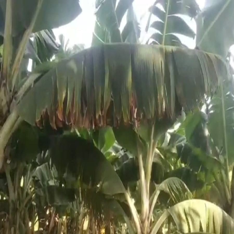 नांदेडमध्ये तापमान 42 अंशाच्या आसपास पोहोचल्याने केळीच्या फळबागा करपून जात आहेत. तीव्र उष्णतेच्या झळामुळे केळीची पाने जाग्यावरच जळून जात आहेत. आता रमजान महिना जवळ आल्याने केळीला मागणी वाढणार आहे. 
