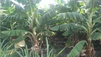 Pandharpur : अवकाळी नव्हे आता मान्सूनपूर्व पावसाने नुकसान, फळबागांना अधिकचा फटका