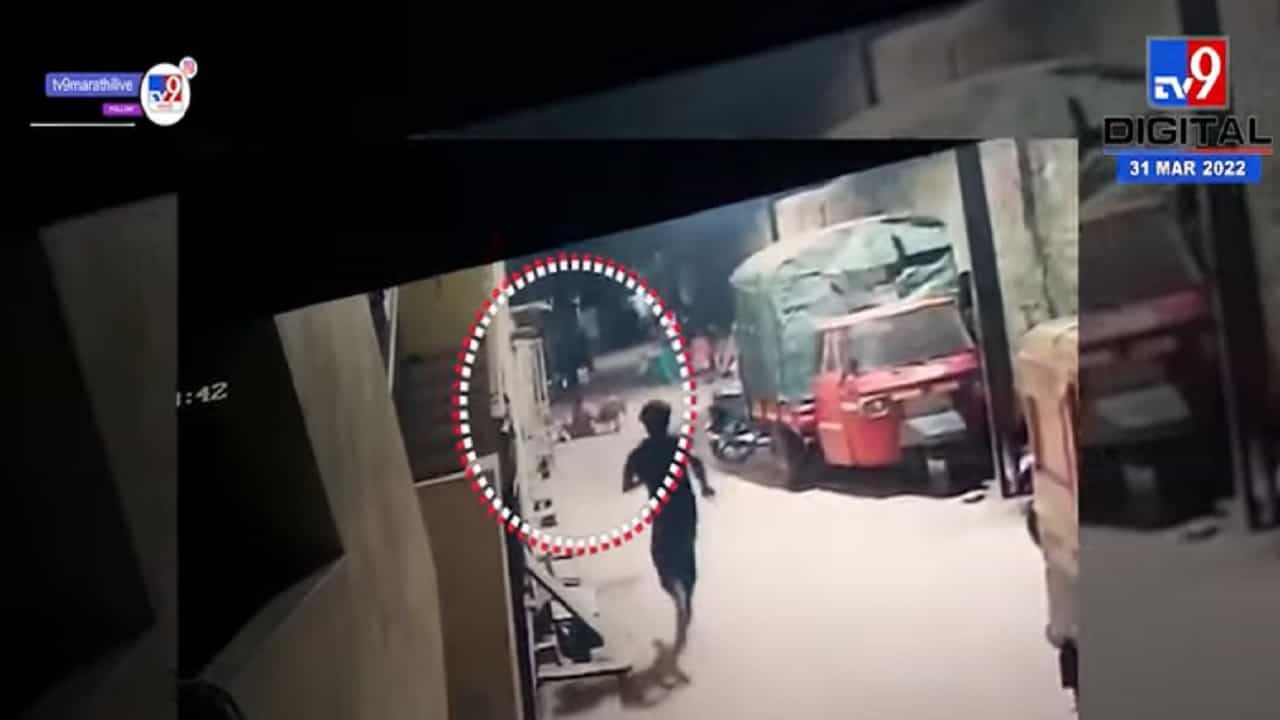 कोल्हापुरात भटक्या कुत्र्यांची दहशत 