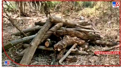 वॉचमन असतानाही वृक्षतोड होतेच कशी? गोखले नगरातील बेकायदा झाडांच्या कत्तलींवरून पर्यावरणप्रेमी संतप्त