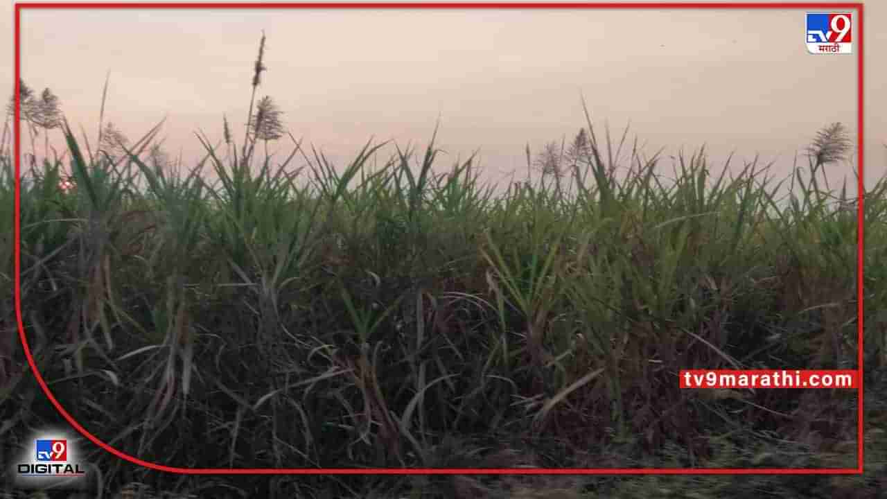 Sugarcane : ऊस गाळपाची आशा मावळली, आता सरकारकडे एकच साकडे
