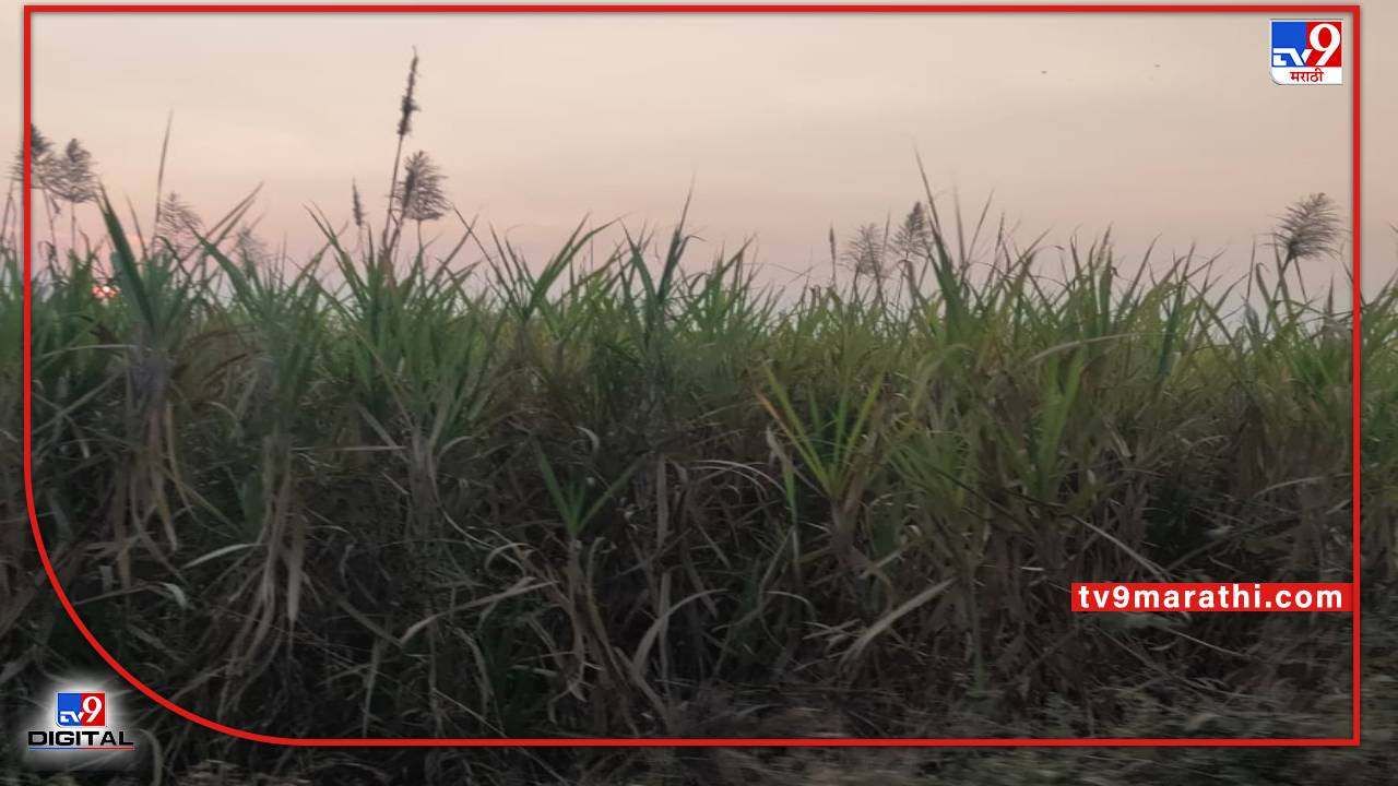 Surplus Sugarcane : अतिरिक्त उसाची जबाबदारी ही संबंधीत साखर कारखान्यावर, साखर आयुक्तांचे काय आहे नियोजन?