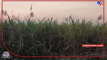 Sugarcane : कालावधी नंतरही ऊस फडातच, नेमके काय होतात परिणाम ?